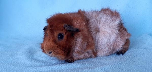 Roan sales guinea pig